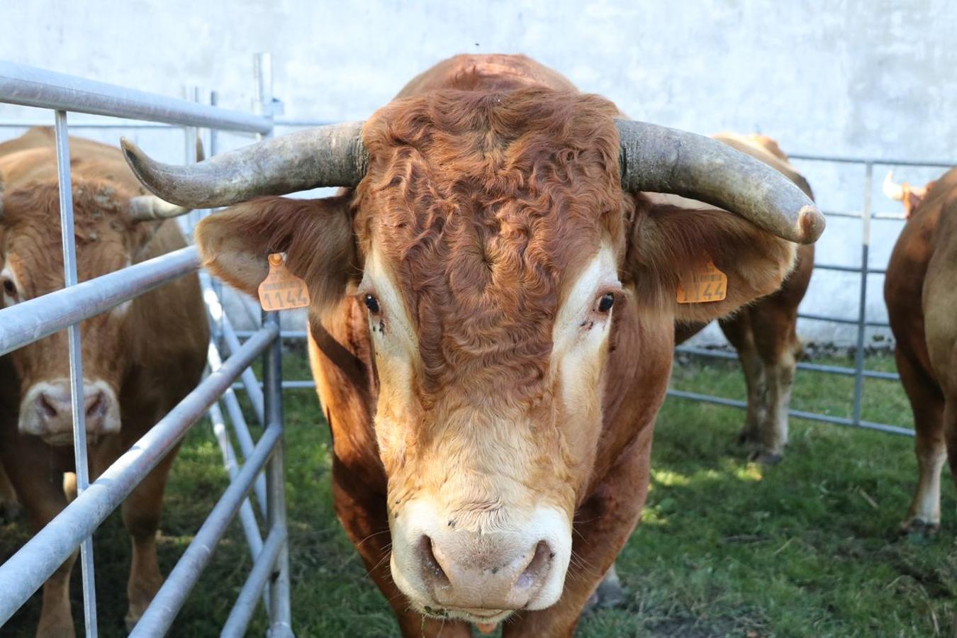Fotos: Feria tradicional del Cristo de Lugueros 2019