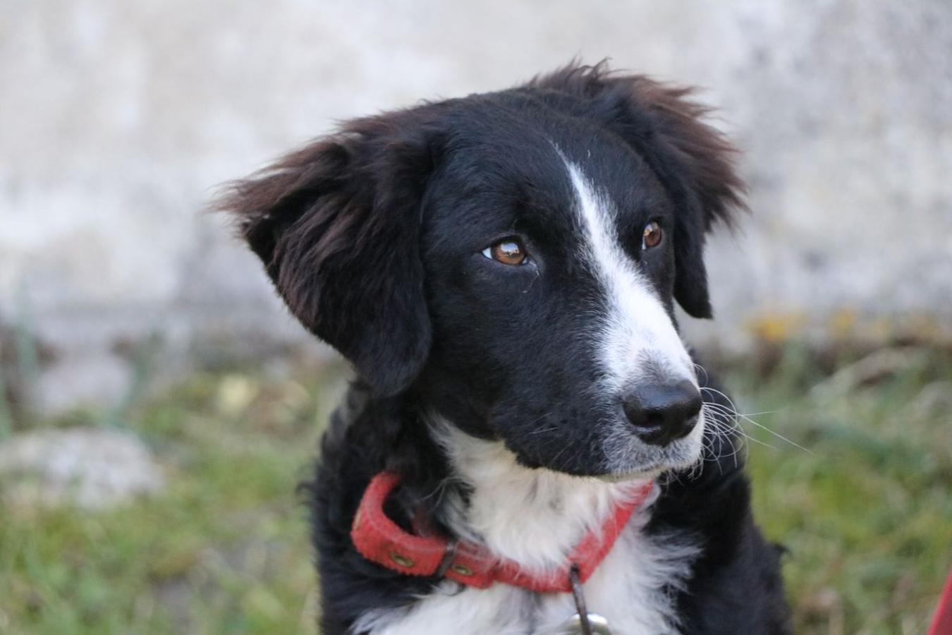 Fotos: Feria tradicional del Cristo de Lugueros 2019