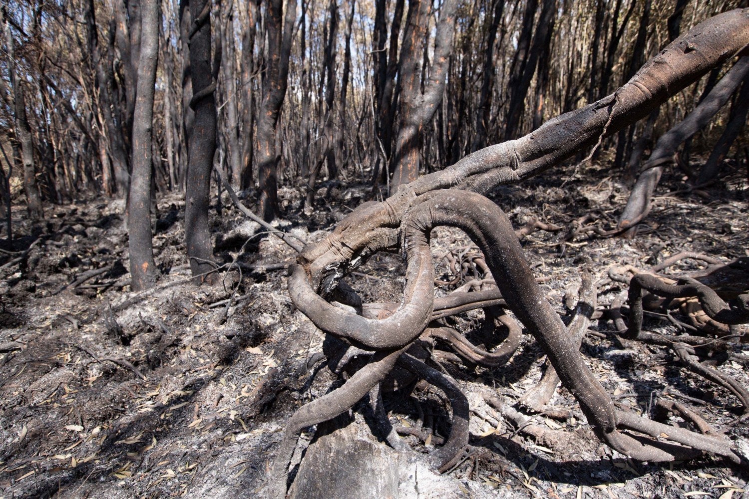 Vista de un bosque quemado en el pueblo costero de Peregian Beach, , en Queensland, donde unos 73 fuegos se mantienen activos y se ven agravados a raíz de la prolongada sequía que vive la región australiana. Al menos cuatro niños, uno de ellos de 12 años, han sido detenidos e interrogados por su implicación en al menos ocho del centenar de incendios que calcinan dos estados del este de Australia. 