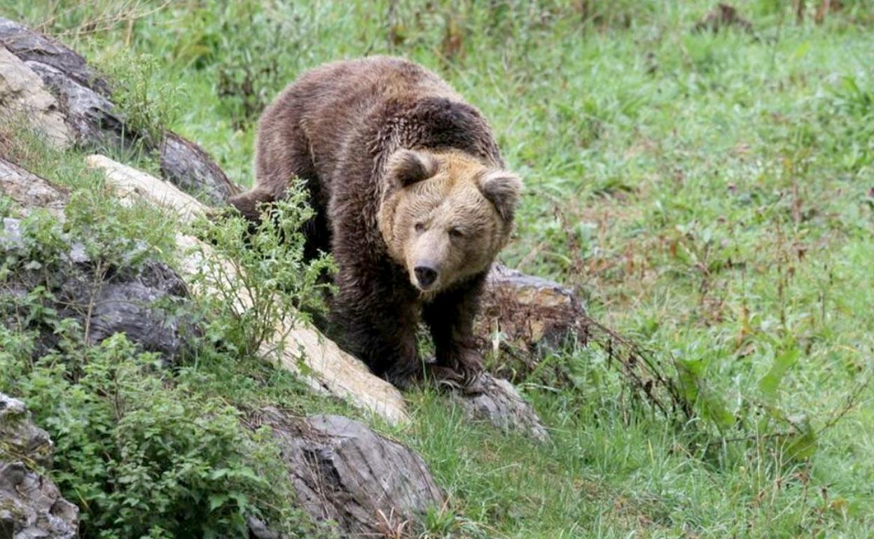 Imagen de una osa en la Cordillera Cantábrica.