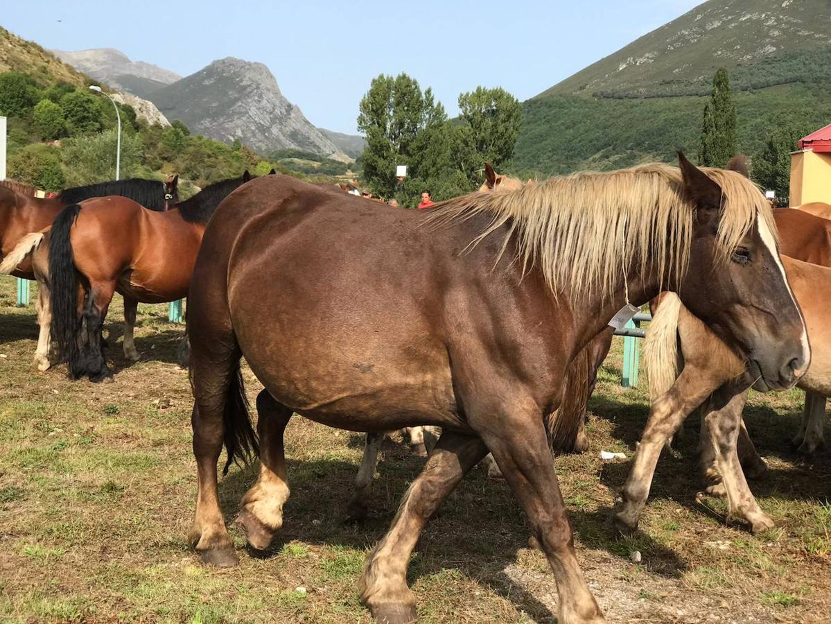 Fotos: XLI Concurso Exposición de Ganado de Montaña en Puebla de Lillo