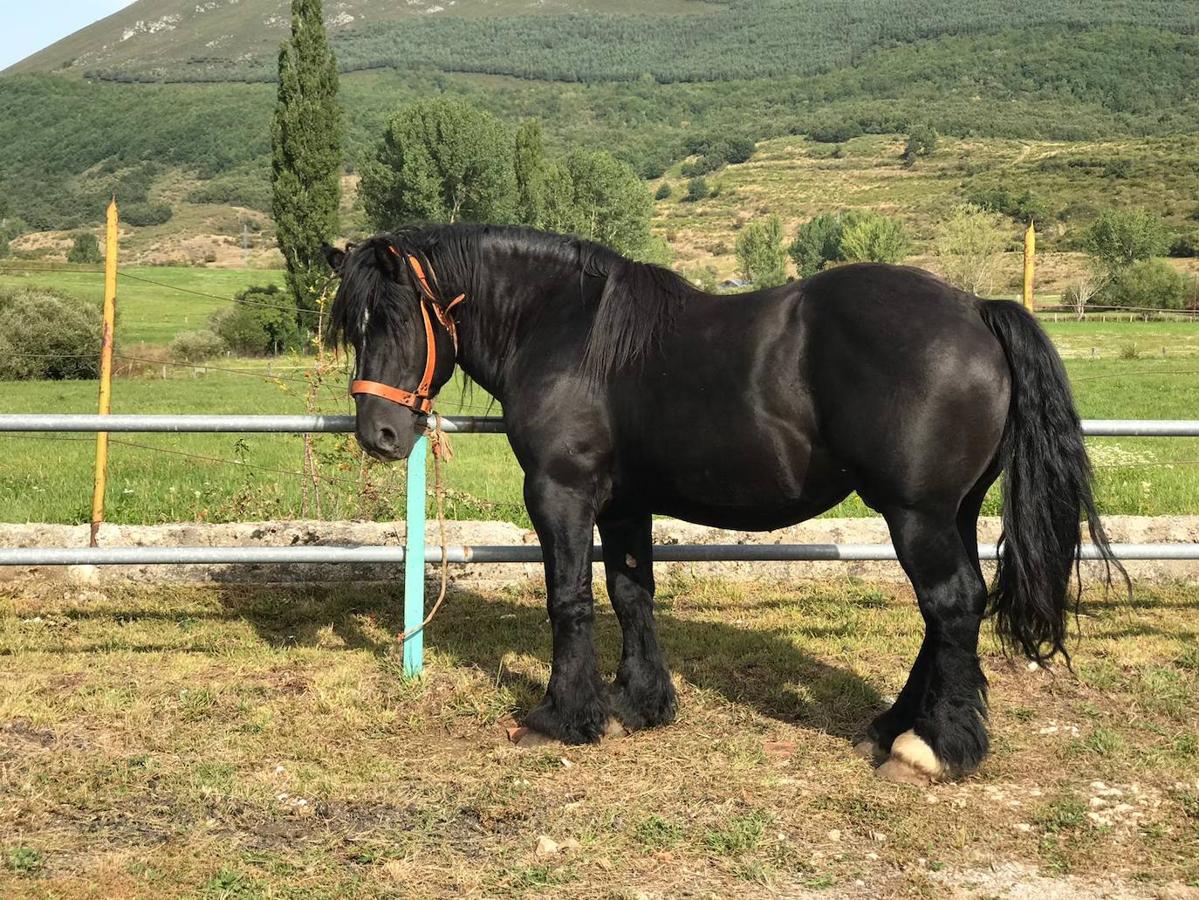 Fotos: XLI Concurso Exposición de Ganado de Montaña en Puebla de Lillo