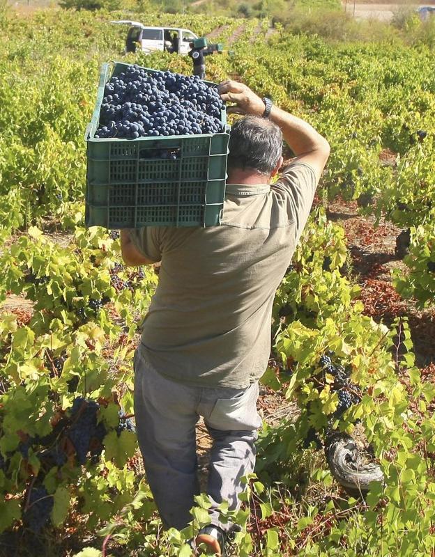 Imagen de la vendimia en la DO Bierzo.