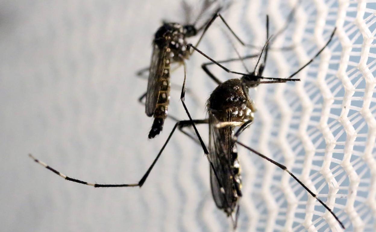 El mosquito Aedes Aegypti, propagador de la epidemia de dengue.