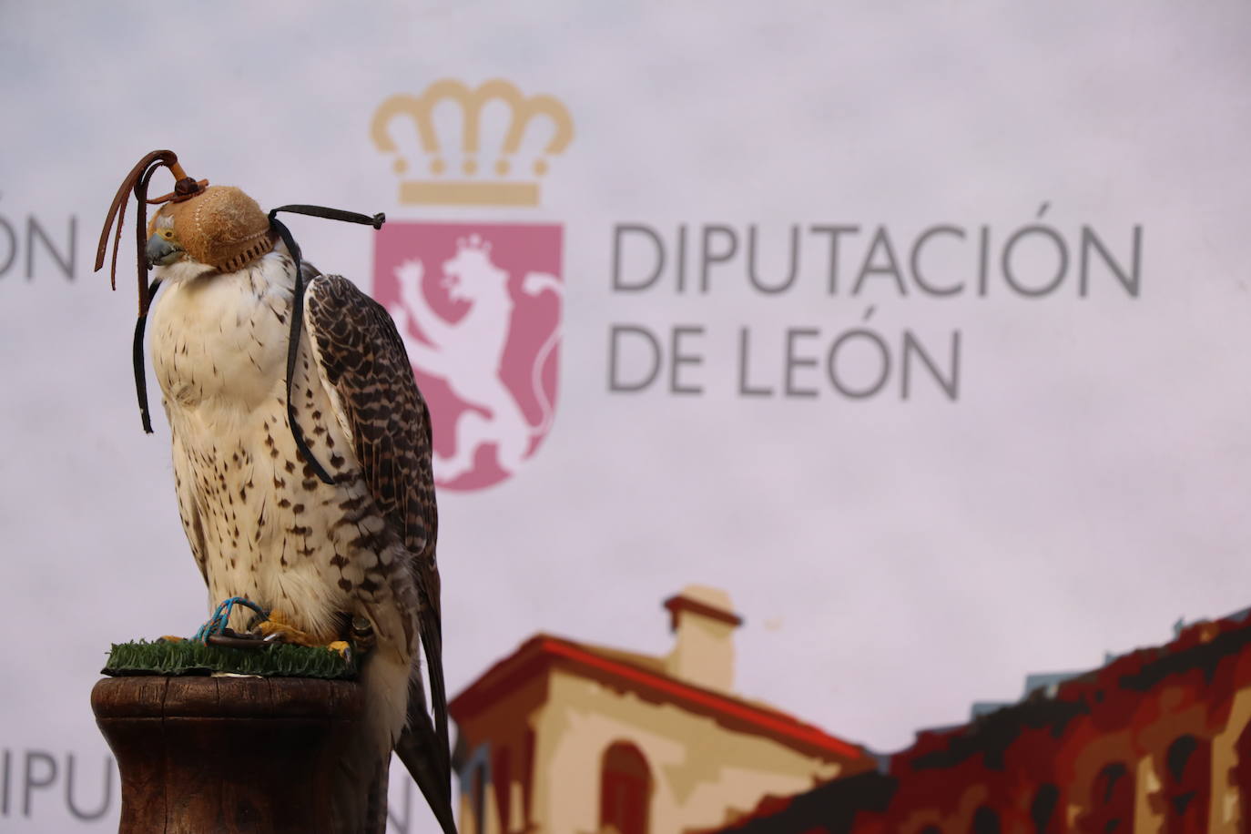 El presidente de la Diputación de León sujeta un ave rapaz.