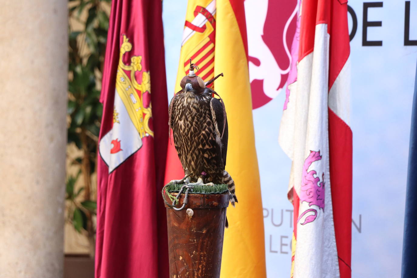 El presidente de la Diputación de León sujeta un ave rapaz.