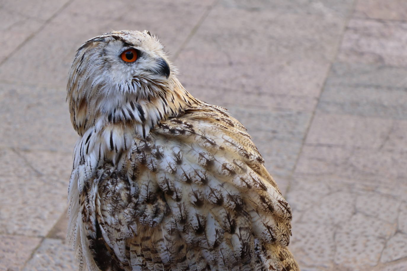El presidente de la Diputación de León sujeta un ave rapaz.