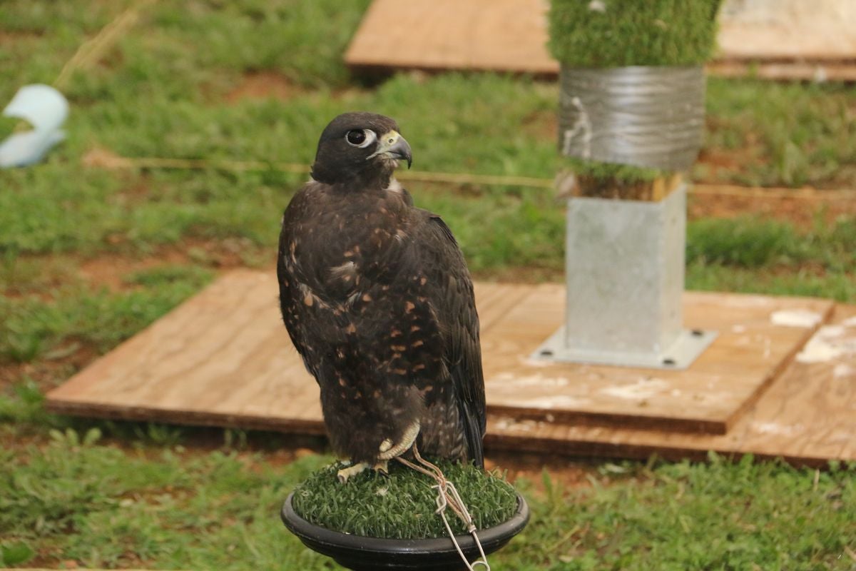 Fotos: La cetrería internacional se cita en La Virgen del Camino