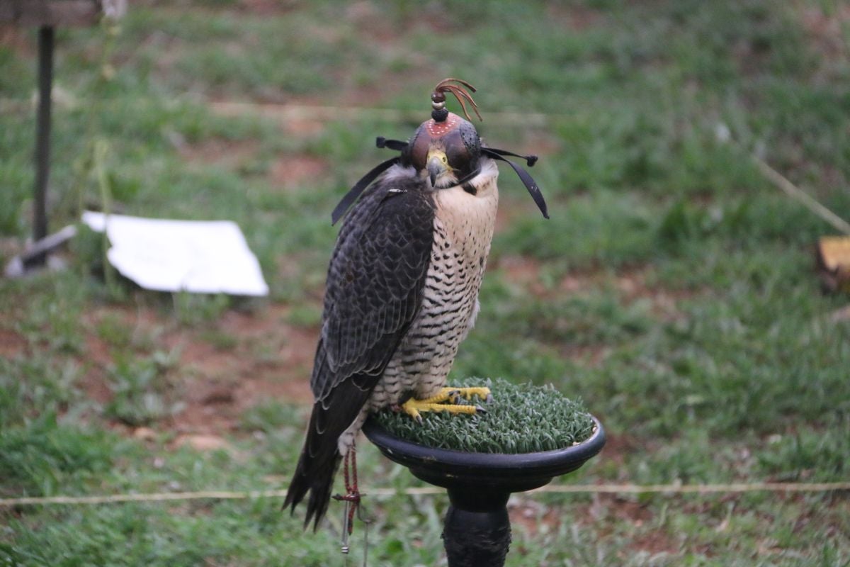 Fotos: La cetrería internacional se cita en La Virgen del Camino