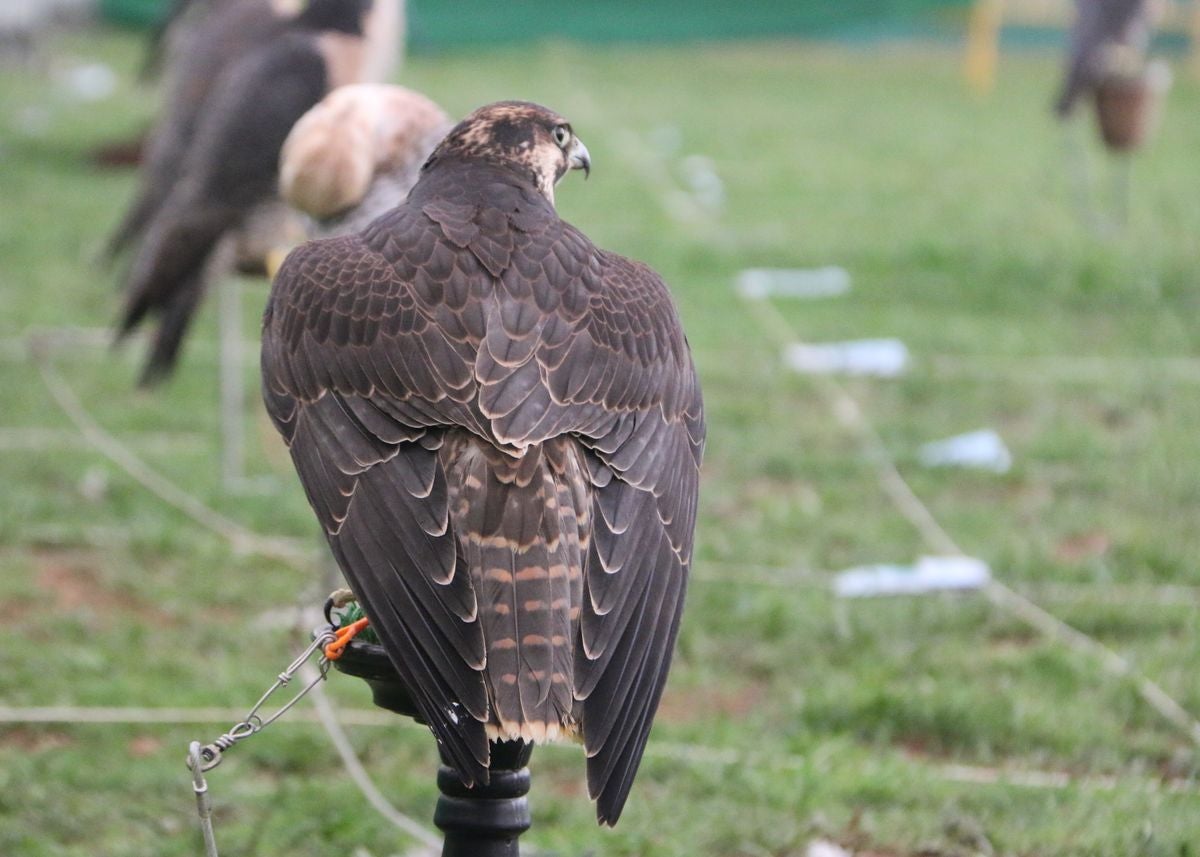Fotos: La cetrería internacional se cita en La Virgen del Camino