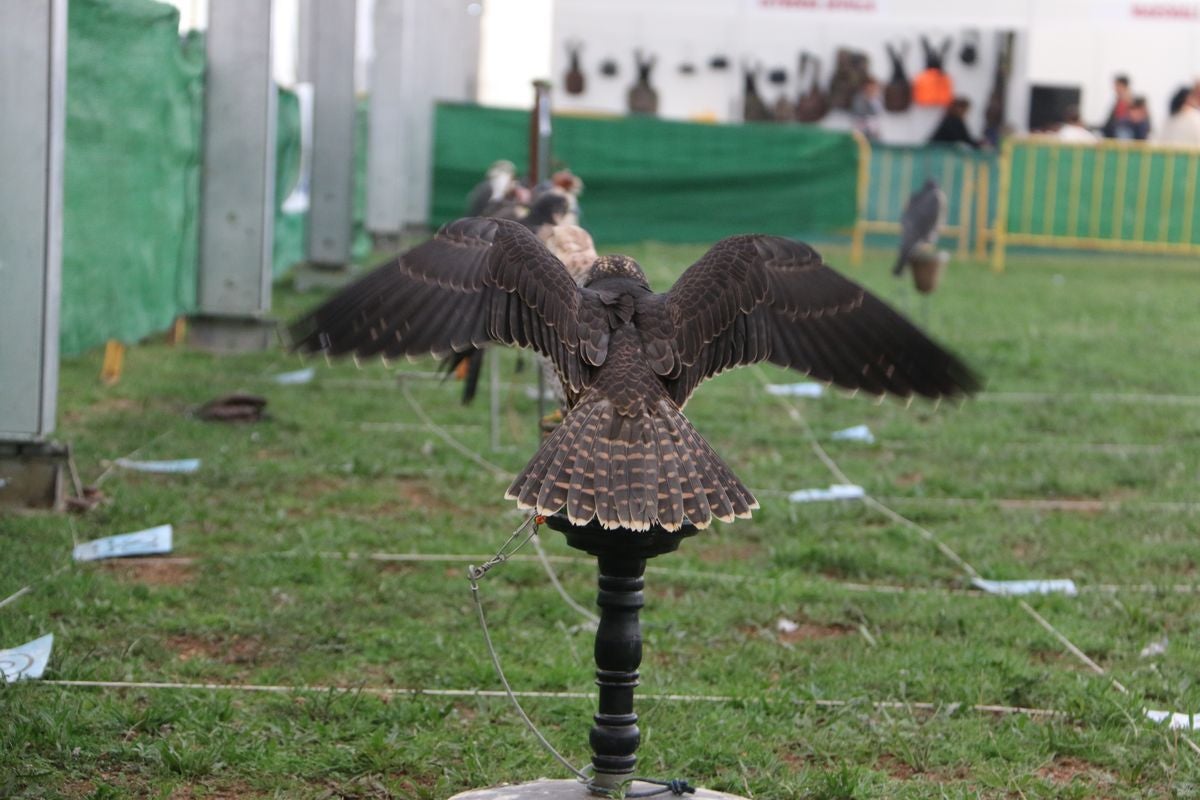 Fotos: La cetrería internacional se cita en La Virgen del Camino