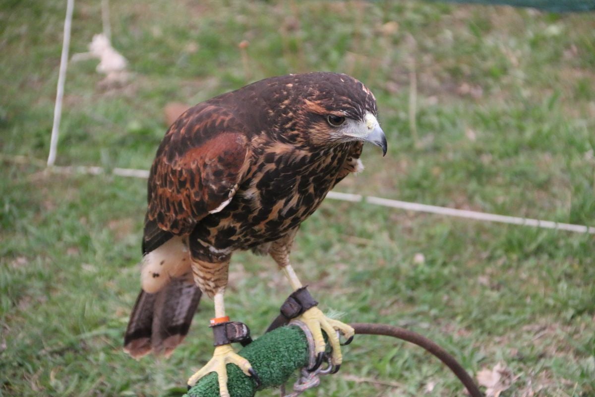 Fotos: La cetrería internacional se cita en La Virgen del Camino