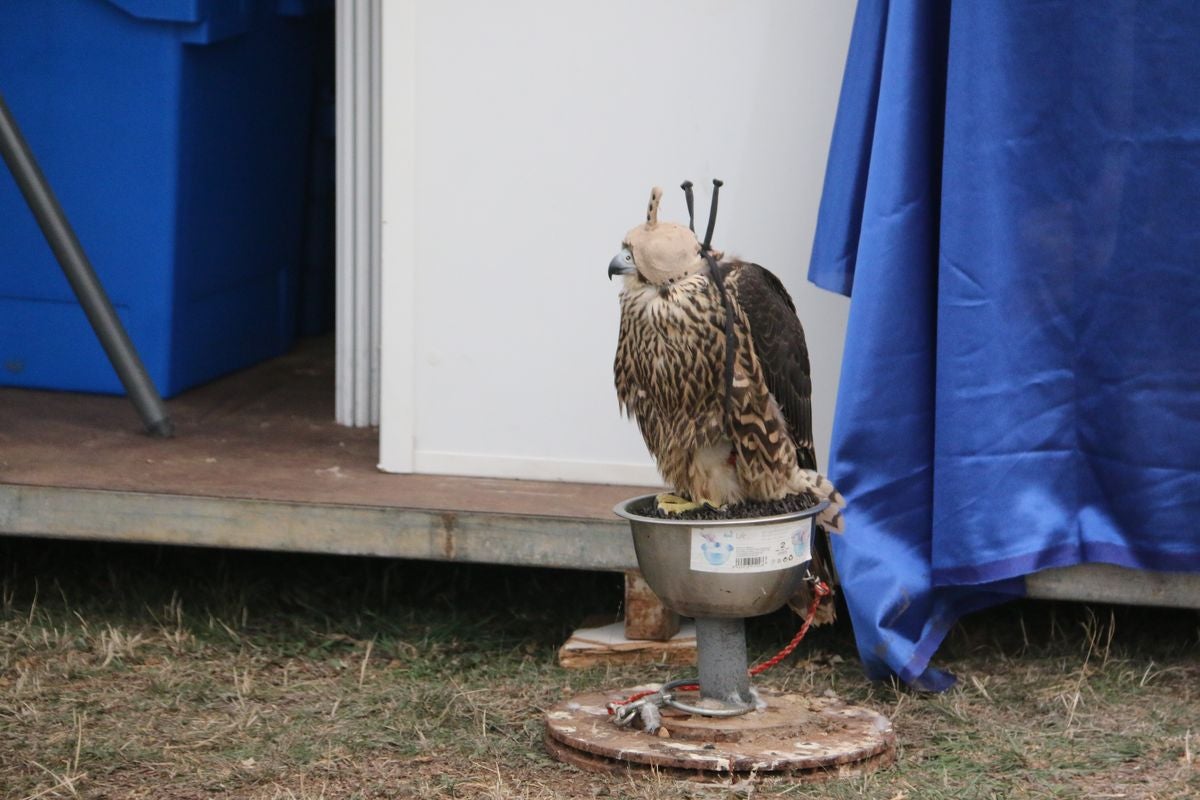 Fotos: La cetrería internacional se cita en La Virgen del Camino