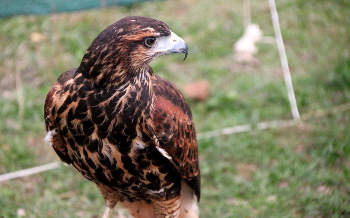 Fotos: La cetrería internacional se cita en La Virgen del Camino