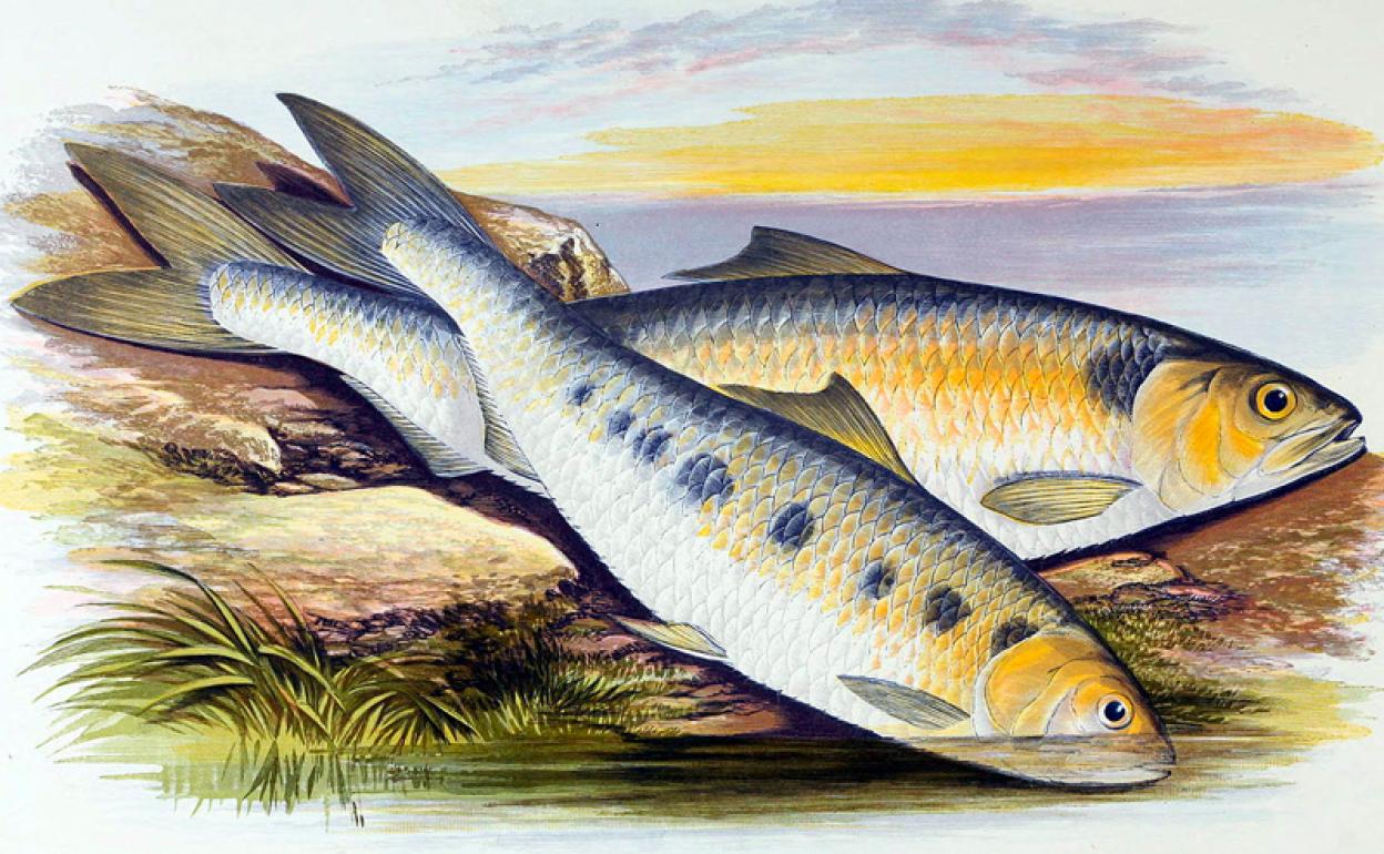 Sábalos, ilustración del libro 'British fresh water fishes', 1879.