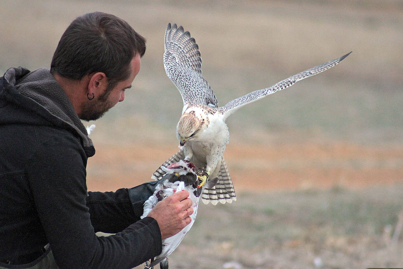 Fotos: Intensas finales en las XXV Jornadas Internacionales de Cetrería