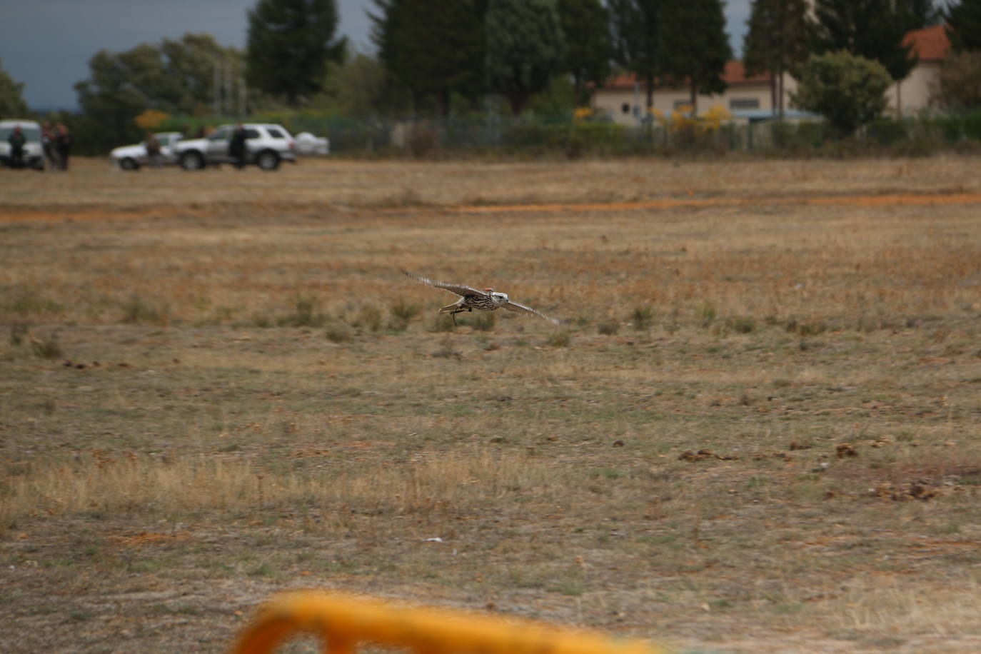 Fotos: Intensas finales en las XXV Jornadas Internacionales de Cetrería