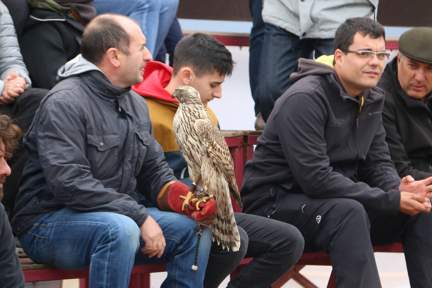 Fotos: Intensas finales en las XXV Jornadas Internacionales de Cetrería