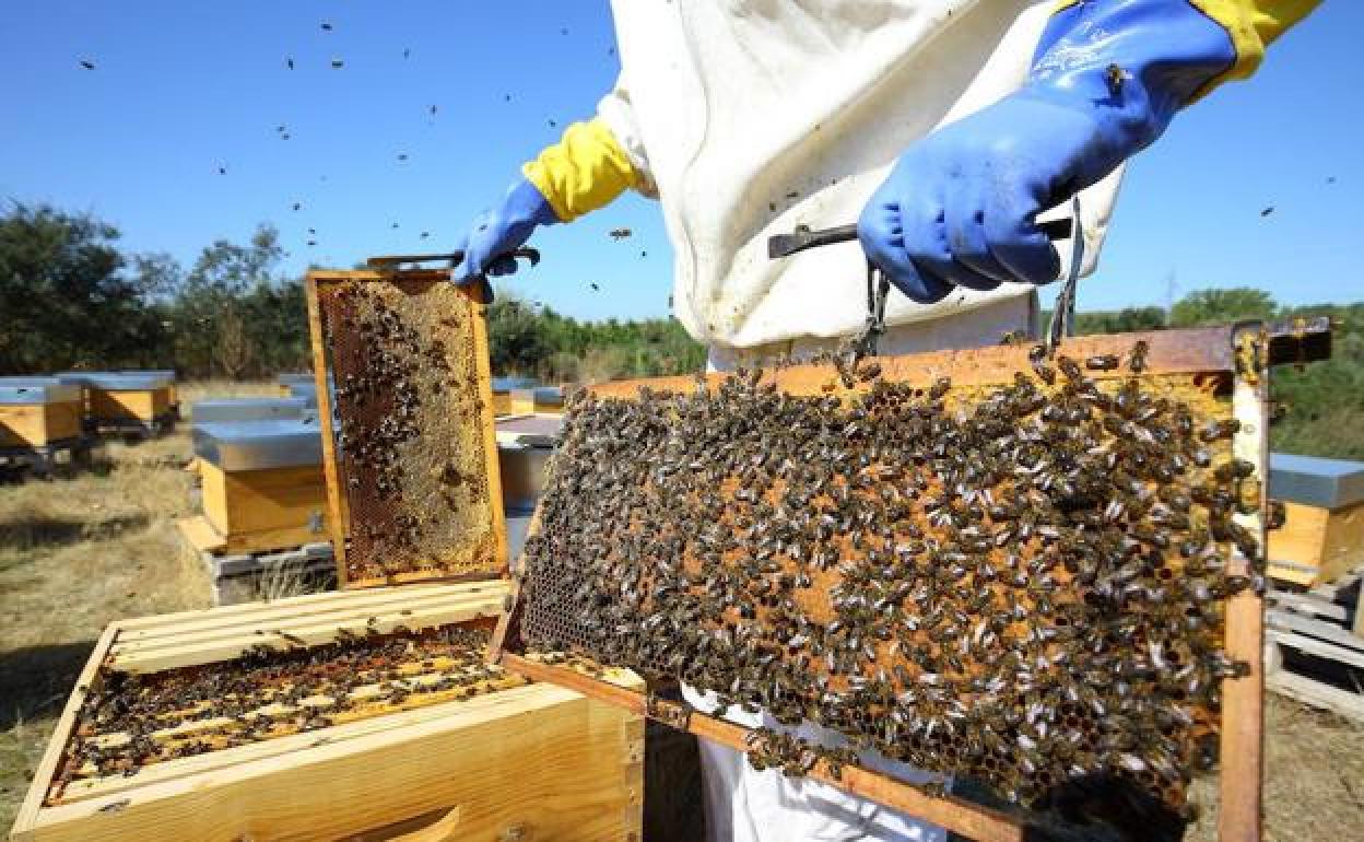 Camponaraya prevé abrir a finales de 2020 el segundo laboratorio de referencia apícola de España