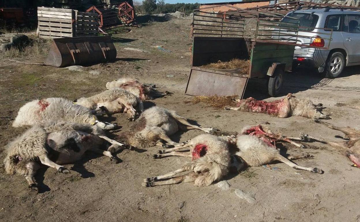 Ovejas muertas por un ataque de lobos en la provincia de Zamora. 