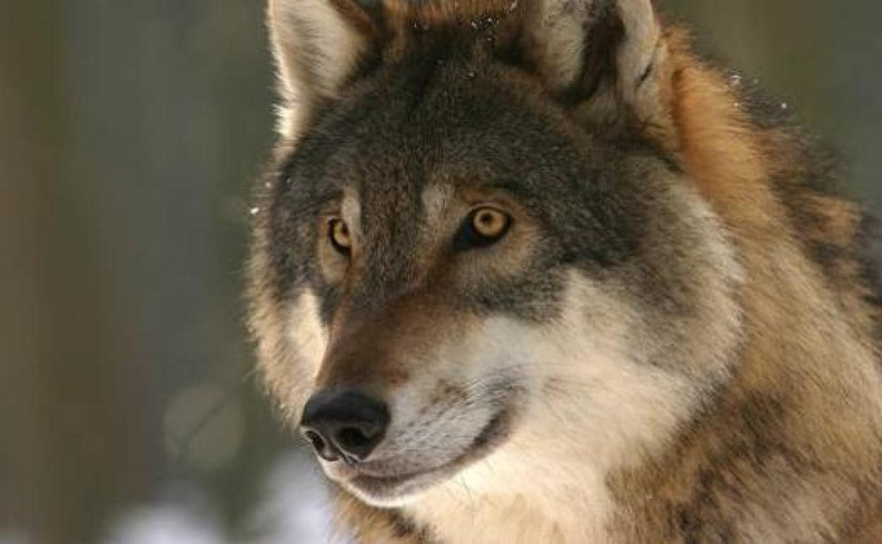 La provincia de León acoge a 433 lobos y la Junta establece un cupo de caza  de 51 hasta el año 2022 