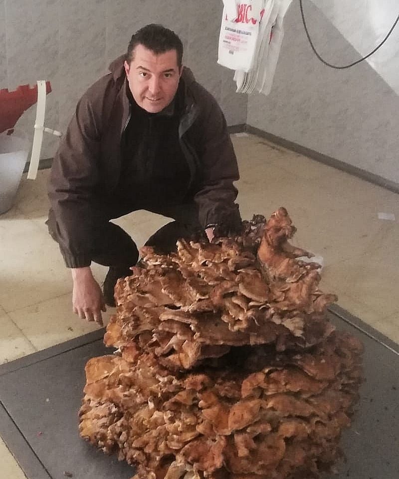 Imagen de la seta localizada en Santa Lucía de Gordón, con un peso de 78,8 kilos.