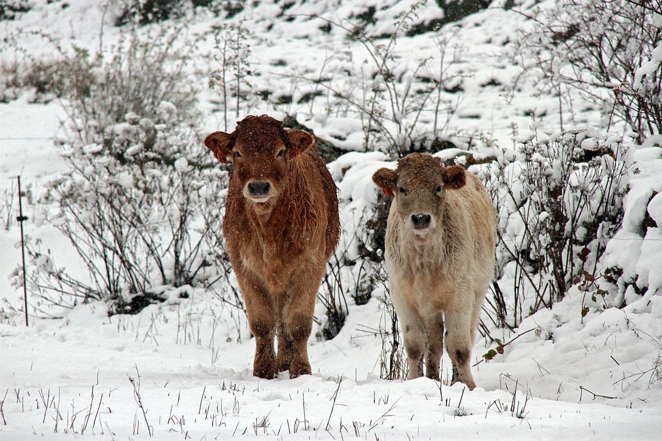 Las primeras nevadas cubren los valles de Babia y Laciana en León