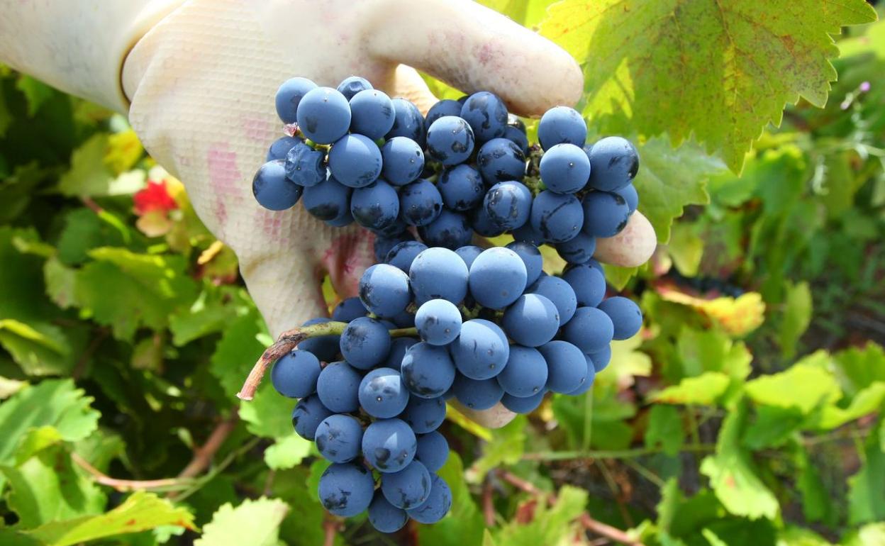 Imagen de un racimo de uvas de la DO Bierzo.