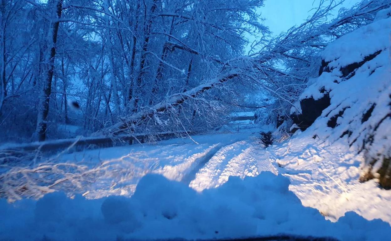 Imagen de un árbol sobre la carretera en Buiza. 