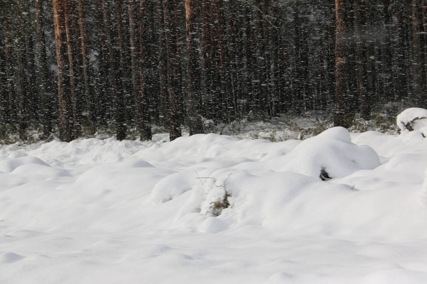 Fotos: León vuelve a convivir con la nieve