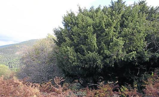 Tejo de El Barraco, en el Valle de Iruelas.