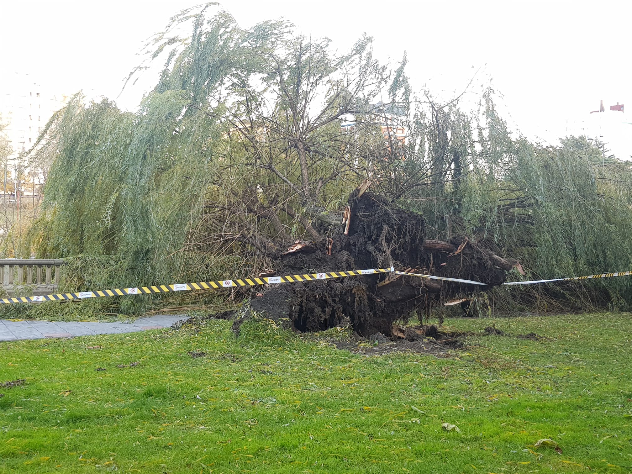 El intenso viento derriba un ejemplar de este árbol en pleno paseo del río Bernesga