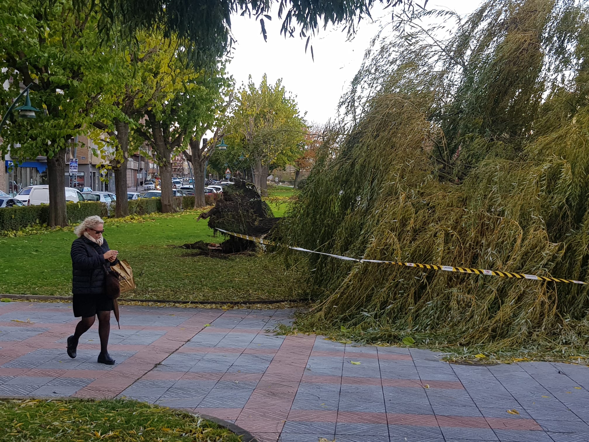 El intenso viento derriba un ejemplar de este árbol en pleno paseo del río Bernesga