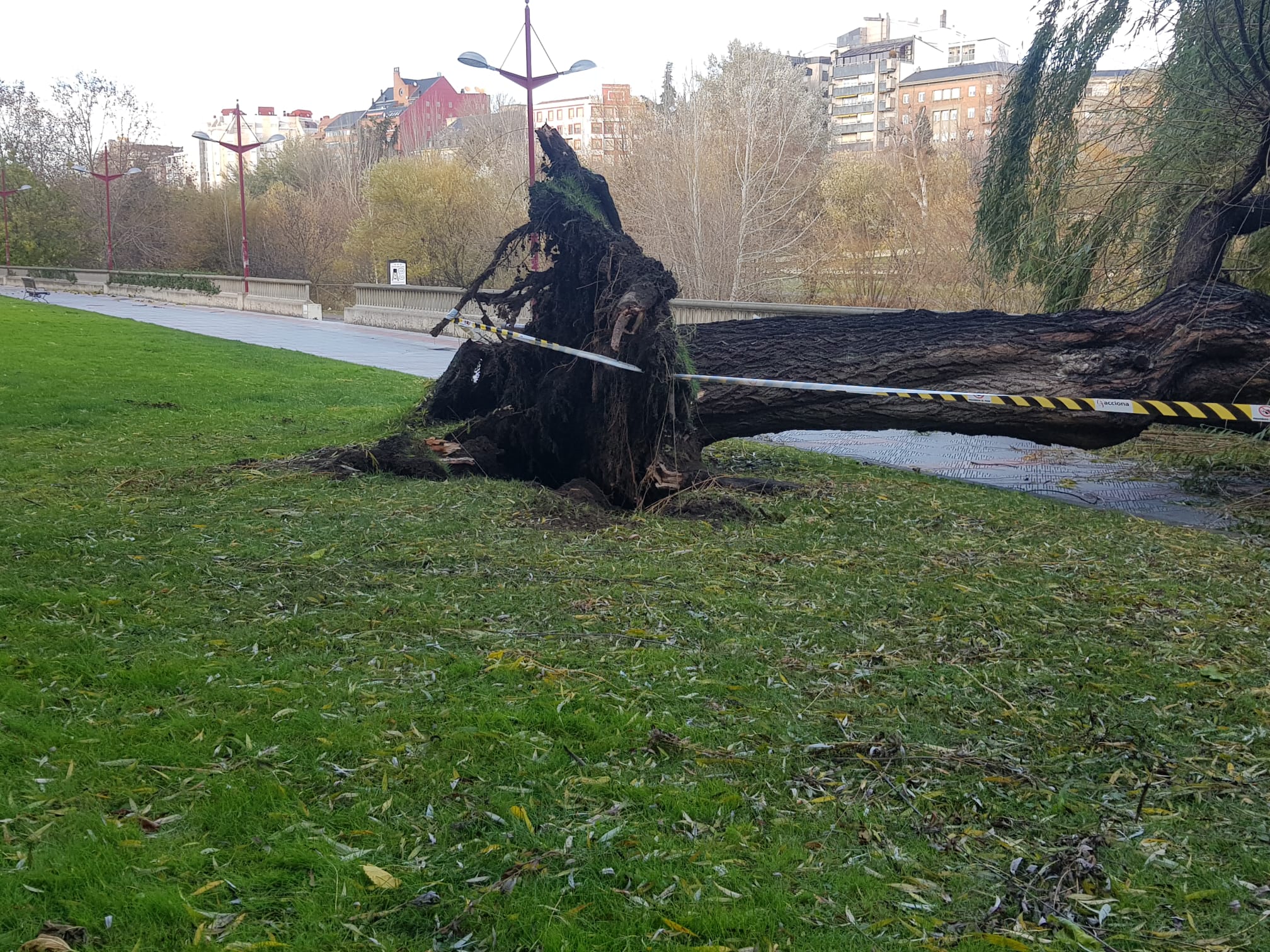 El intenso viento derriba un ejemplar de este árbol en pleno paseo del río Bernesga