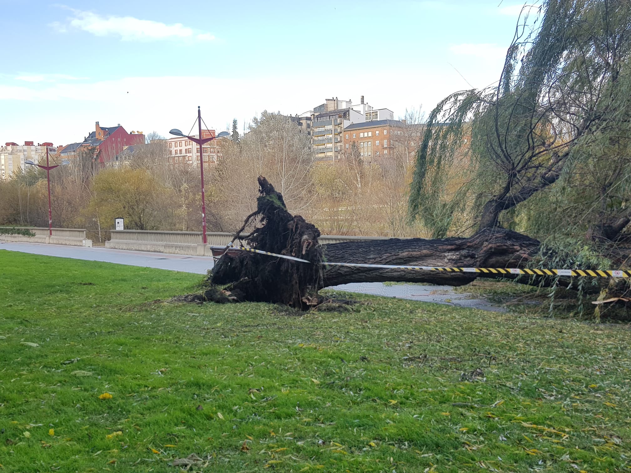 El intenso viento derriba un ejemplar de este árbol en pleno paseo del río Bernesga