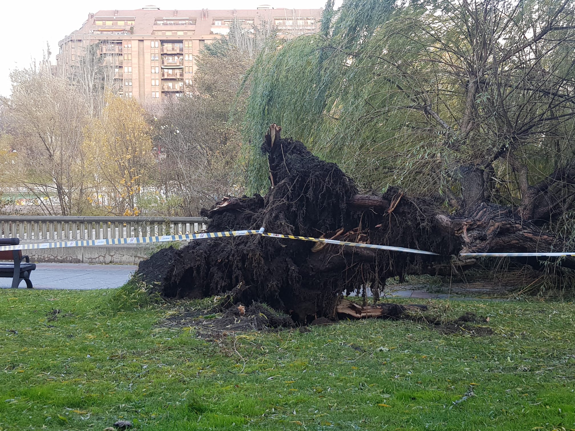 El intenso viento derriba un ejemplar de este árbol en pleno paseo del río Bernesga