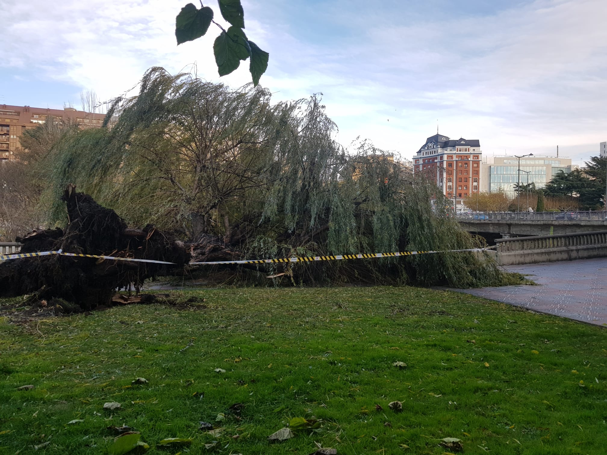 El intenso viento derriba un ejemplar de este árbol en pleno paseo del río Bernesga