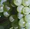 Imagen - Los racimos son pequeños, y la uva prieta y bien concentrada con una gran expresión aromática