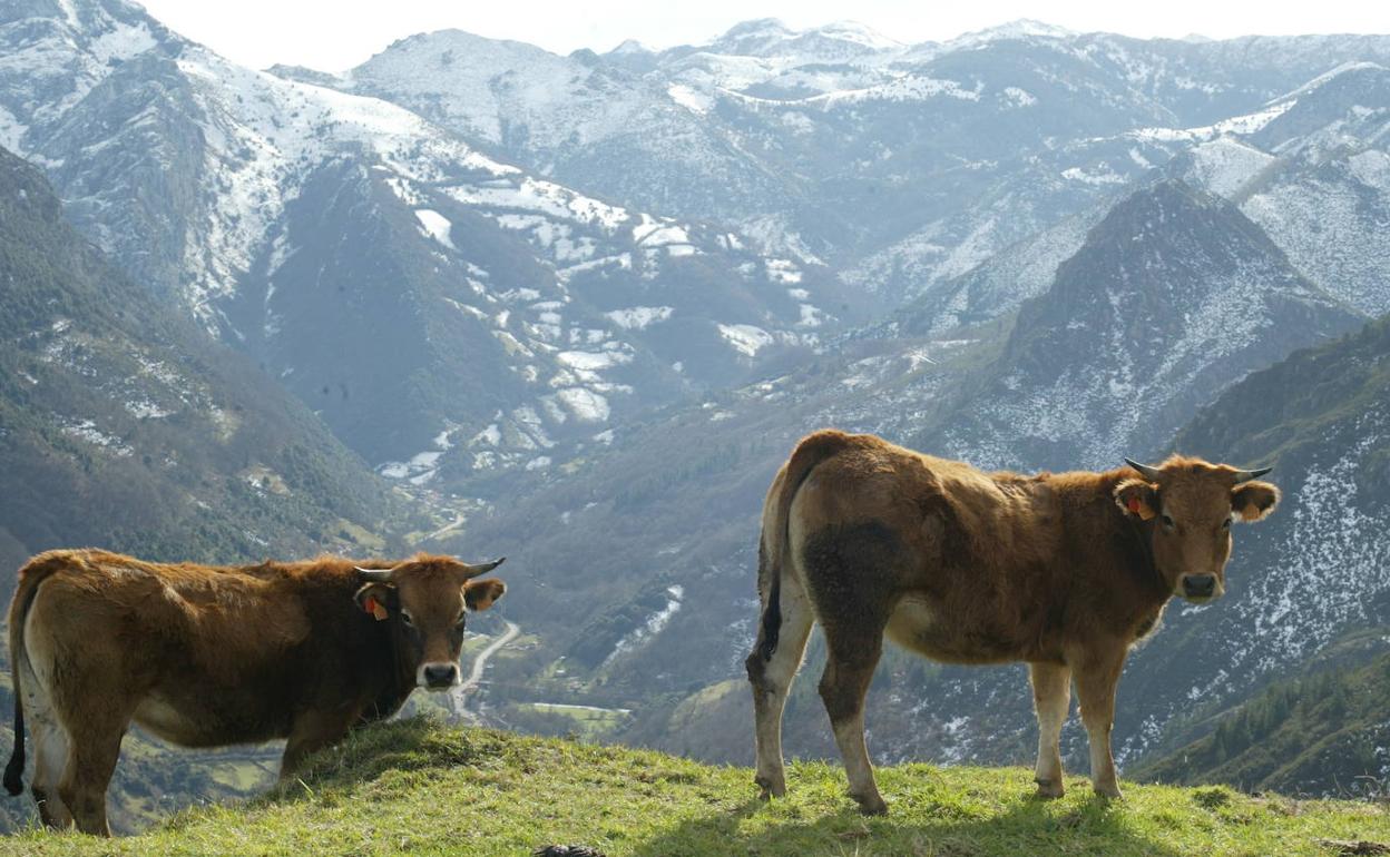 Por qué las vacas también atentan contra el clima