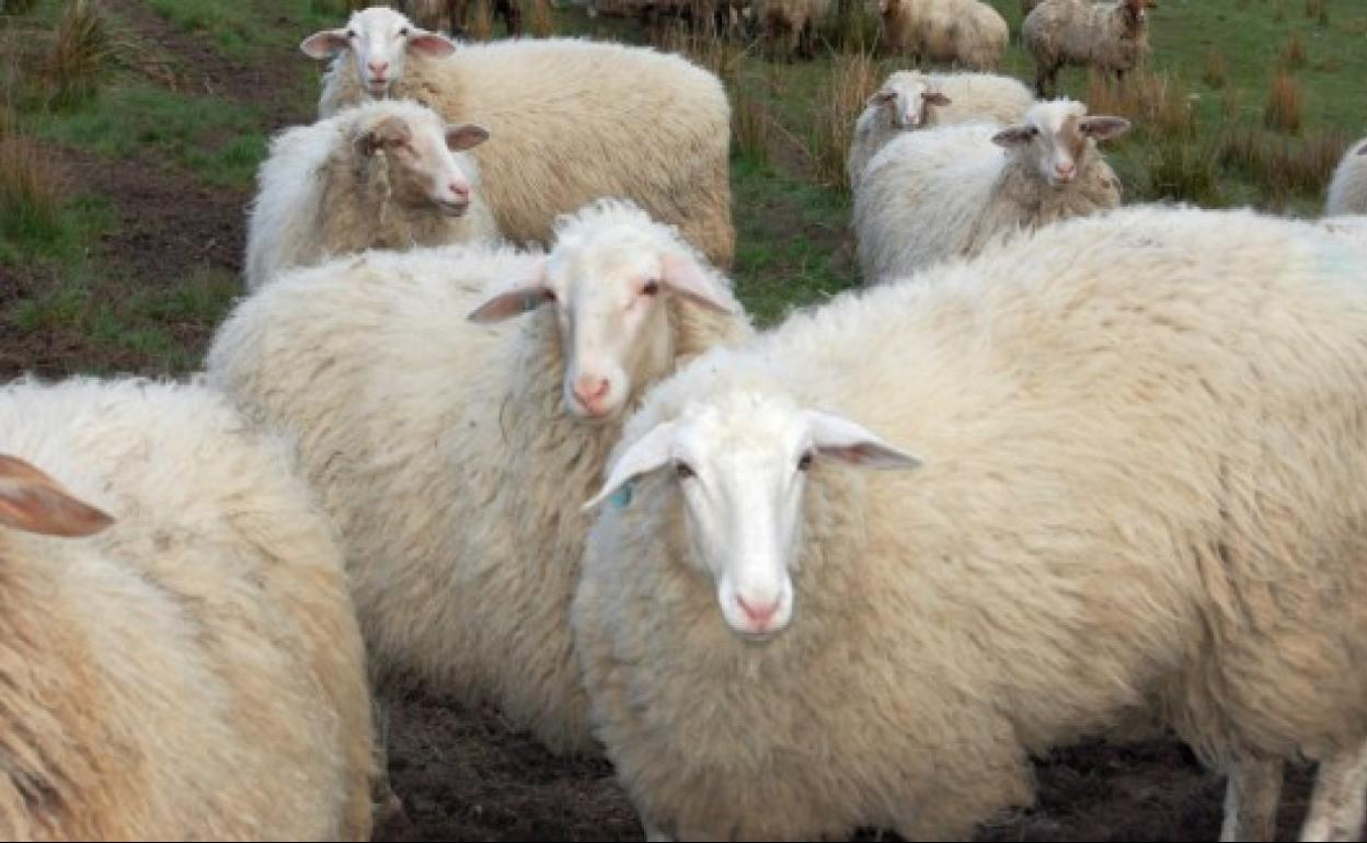 Nueva Zelanda cría las primeras ovejas «bajas en emisiones de metano»