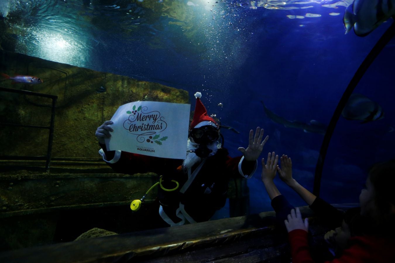 Un buceador ataviado con un traje de Papa Noel ha alimentado a los peces del aquarium de Malta para sorpresa de los visitantes