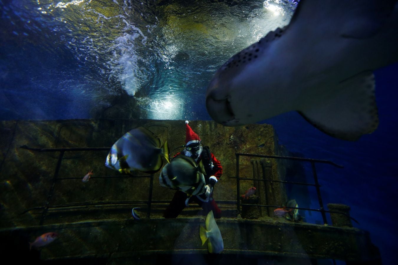 Un buceador ataviado con un traje de Papa Noel ha alimentado a los peces del aquarium de Malta para sorpresa de los visitantes