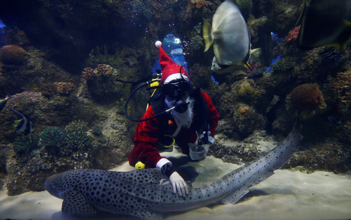 Un buceador ataviado con un traje de Papa Noel ha alimentado a los peces del aquarium de Malta para sorpresa de los visitantes