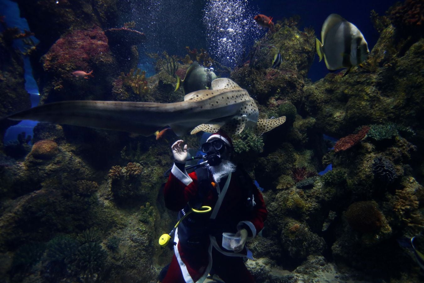 Un buceador ataviado con un traje de Papa Noel ha alimentado a los peces del aquarium de Malta para sorpresa de los visitantes