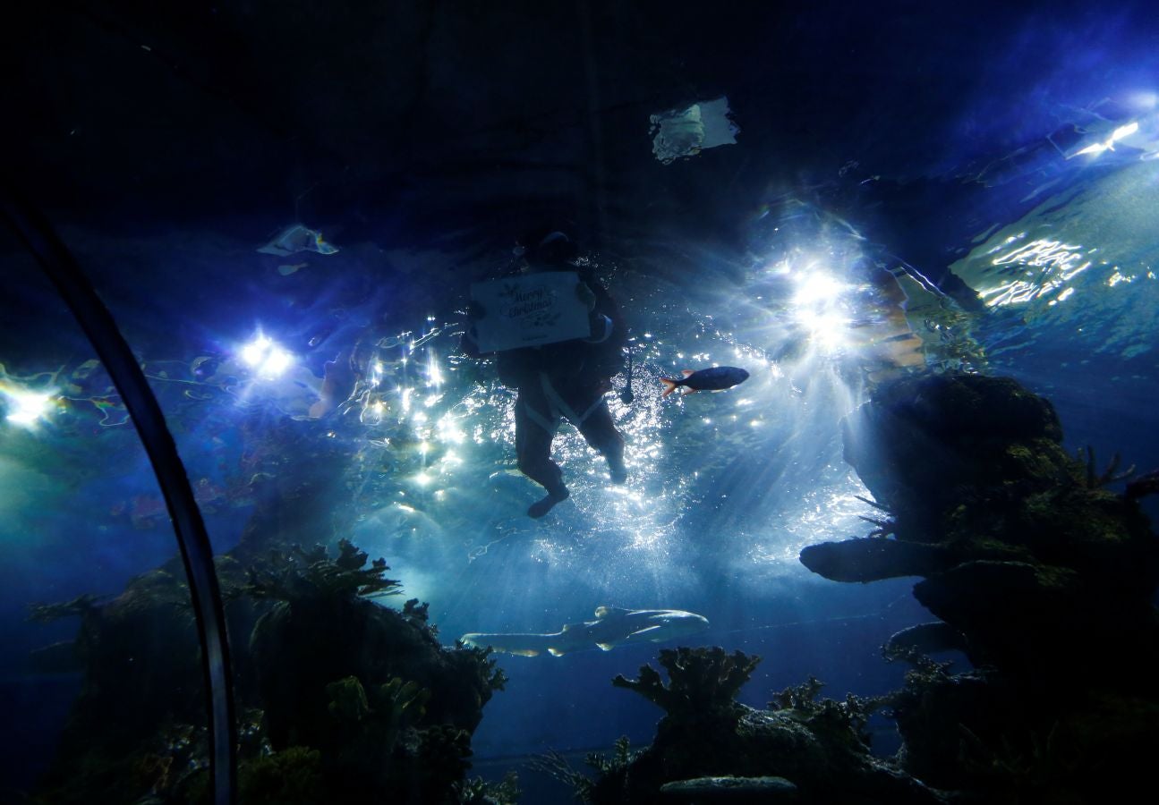 Un buceador ataviado con un traje de Papa Noel ha alimentado a los peces del aquarium de Malta para sorpresa de los visitantes