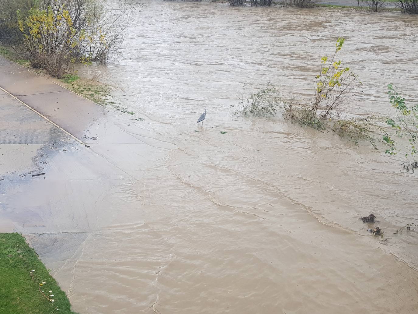 Fotos: El Bernesga vuelve a desbocarse