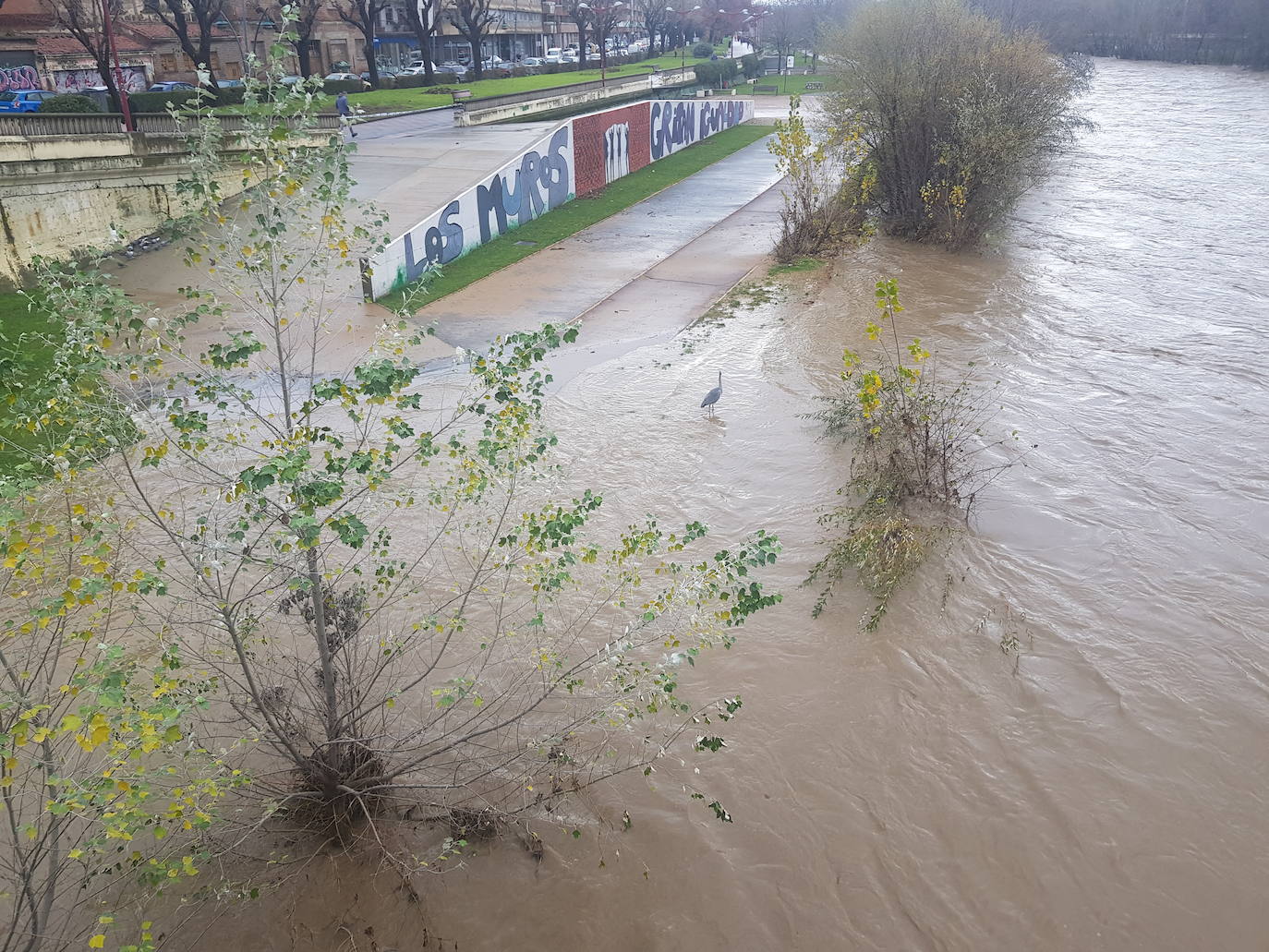 Fotos: El Bernesga vuelve a desbocarse