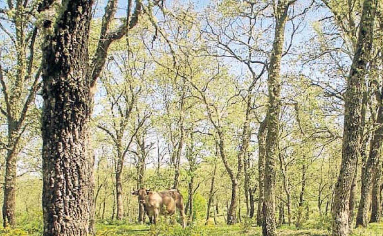 Zona salmantina de El Rebollar, con roble rebollo, en la comarca de Ciudad Rodrigo. 