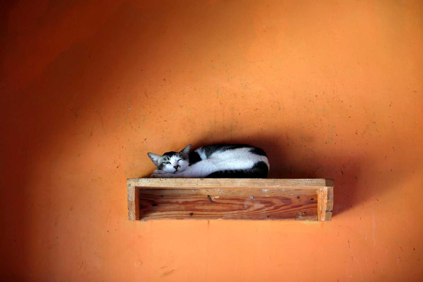 Un gato descansa en una habitación en el refugio "Rumah Kucing Parung" en Bogor, provincia de Java Occidental, Indonesia