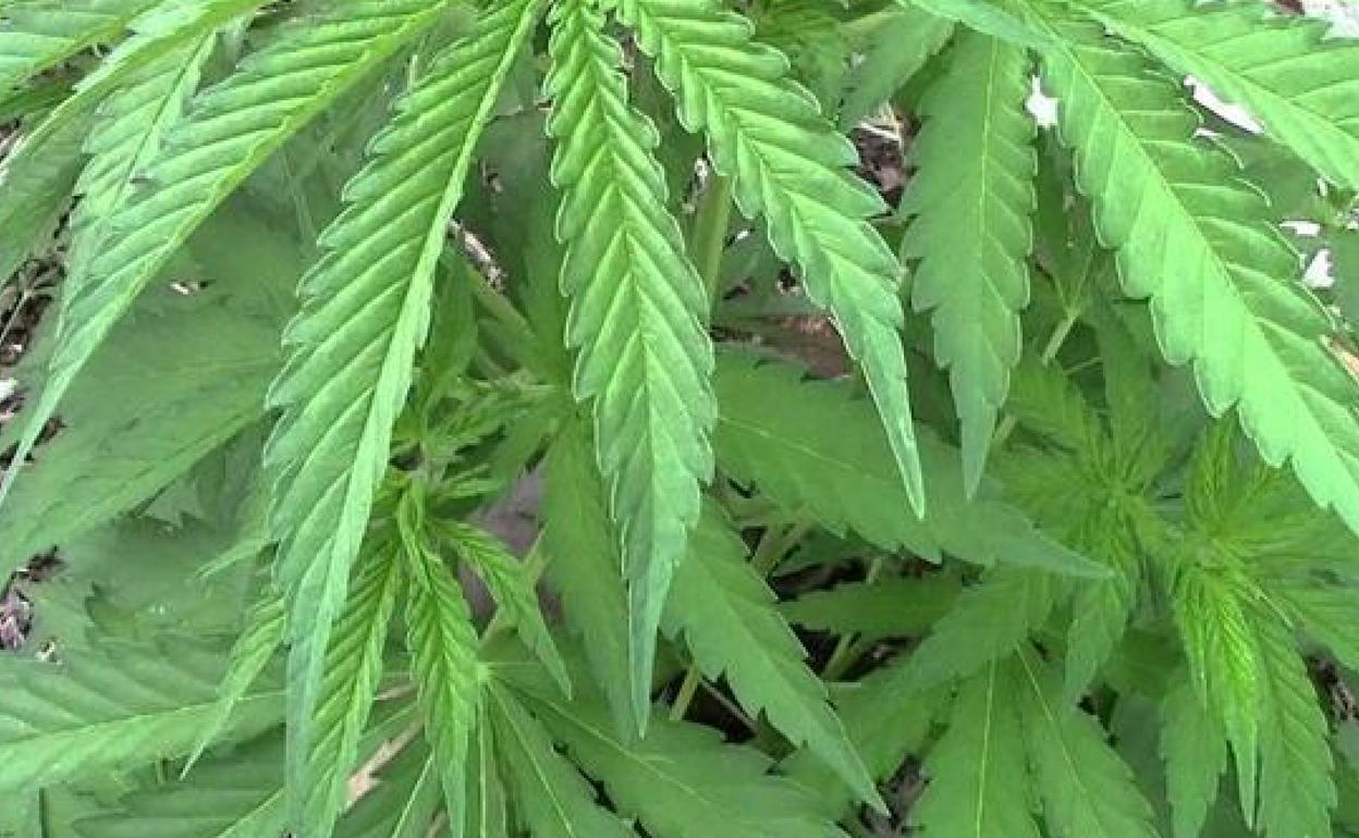 Detenidos dos jóvenes que usaban a menores para pasar marihuana en Valladolid